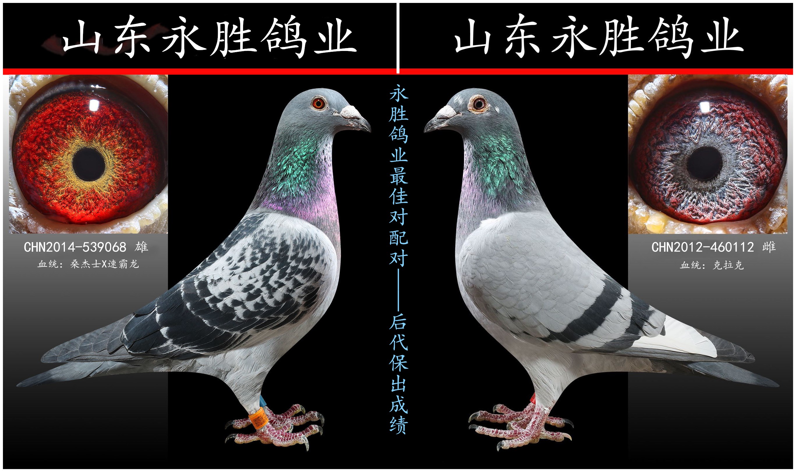 永胜最新特留种鸽