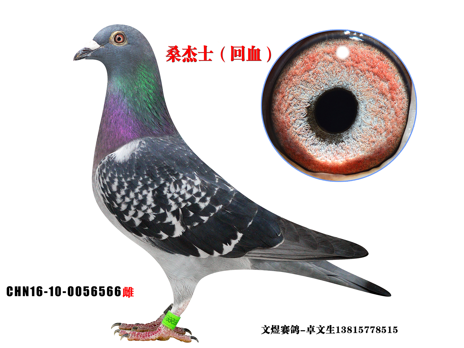 桑杰士回血