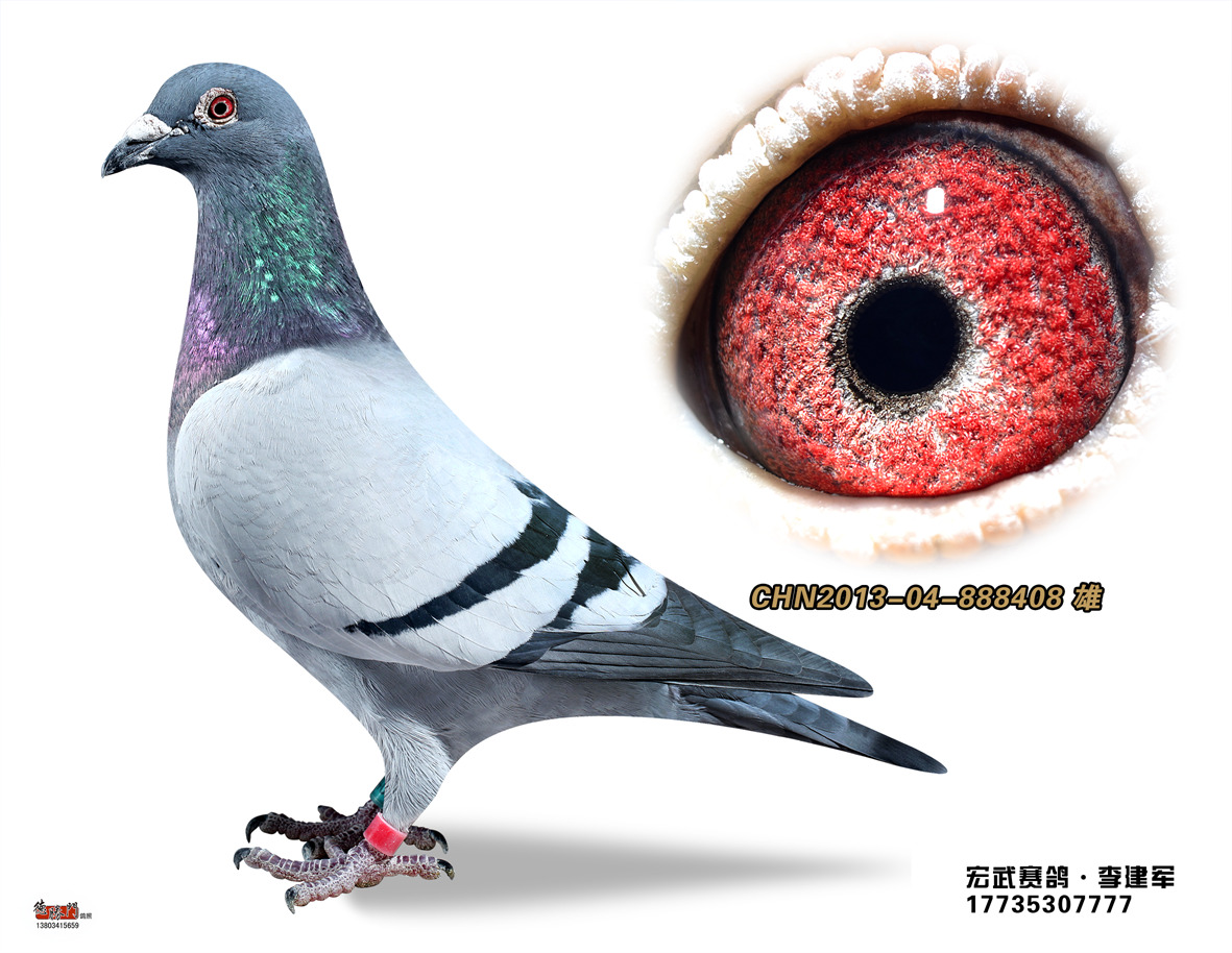 顶级种雄 克拉克直子_宏武赛鸽-李建军-中信网爱鸽商城