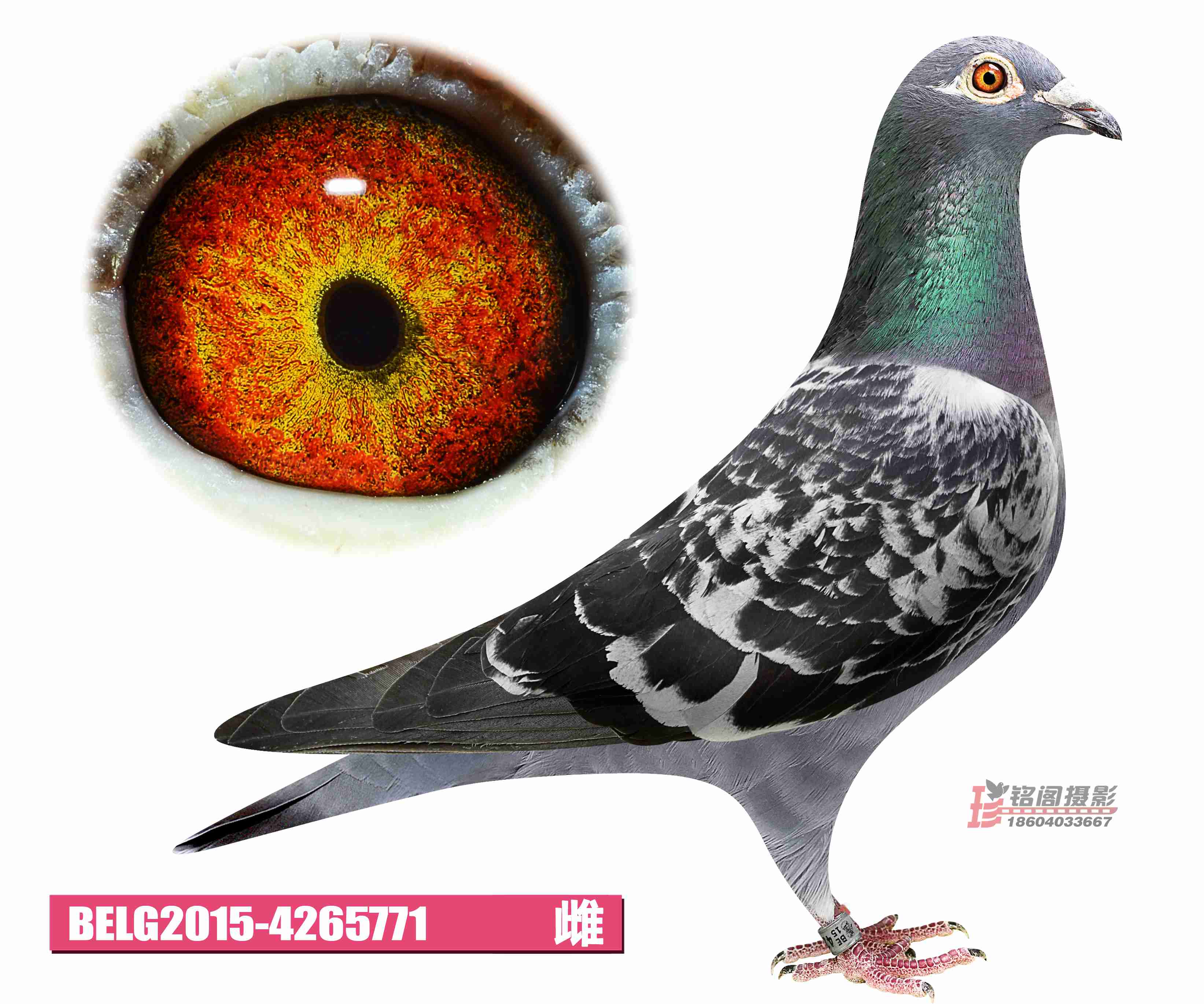 belg2015-4265771