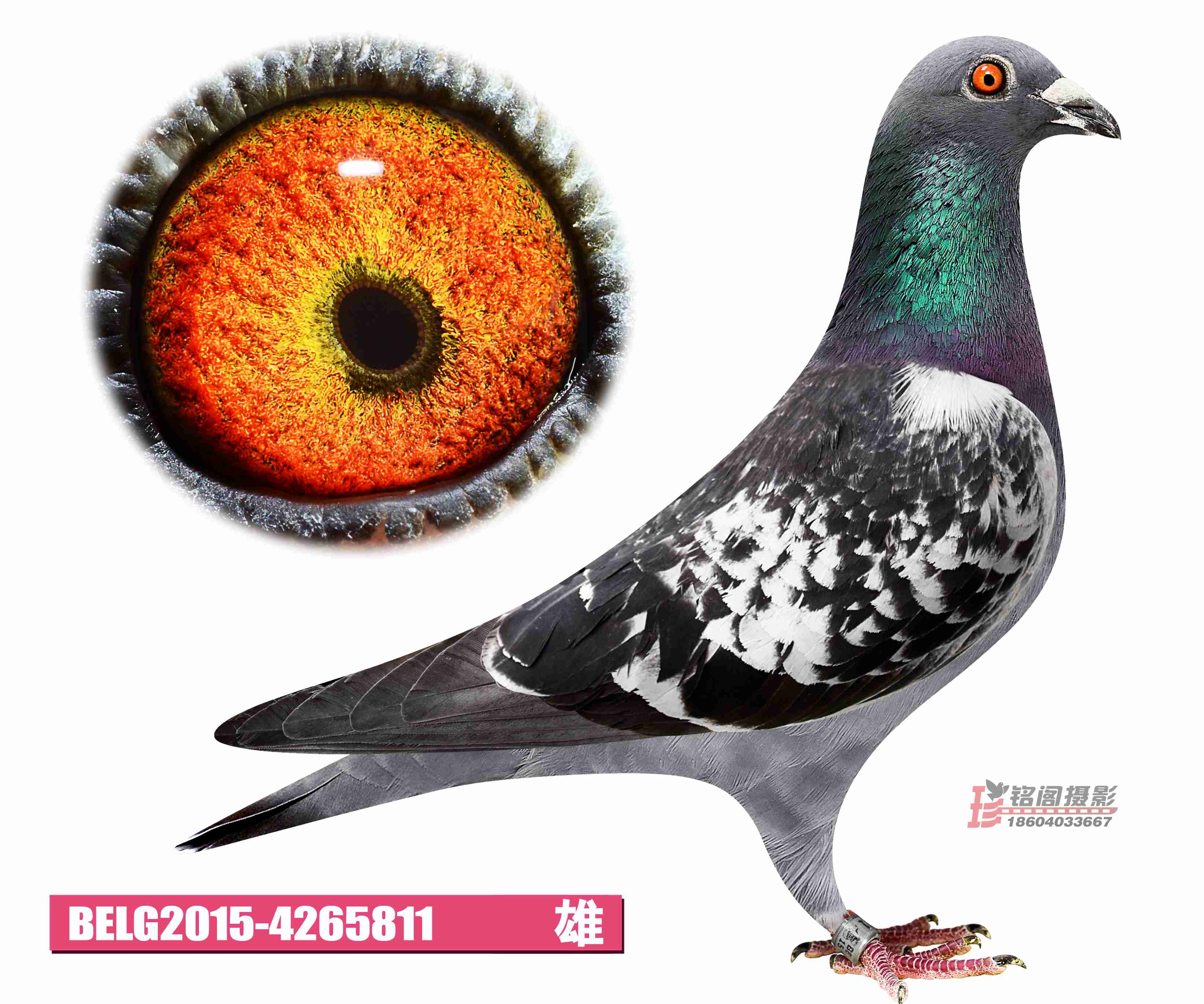 belg2015-4265811_天津稳赢信鸽文化_ag188.