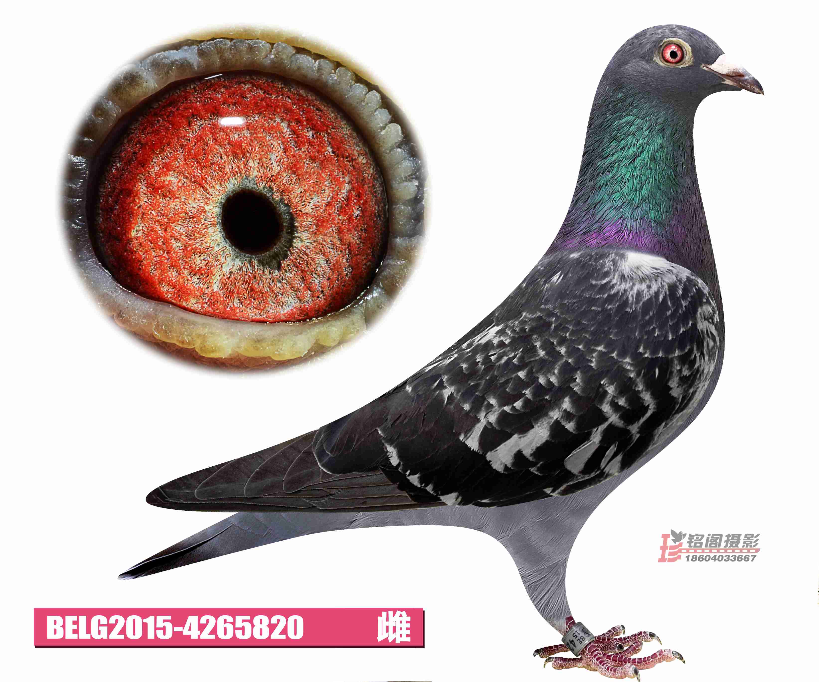 belg2015-4265820