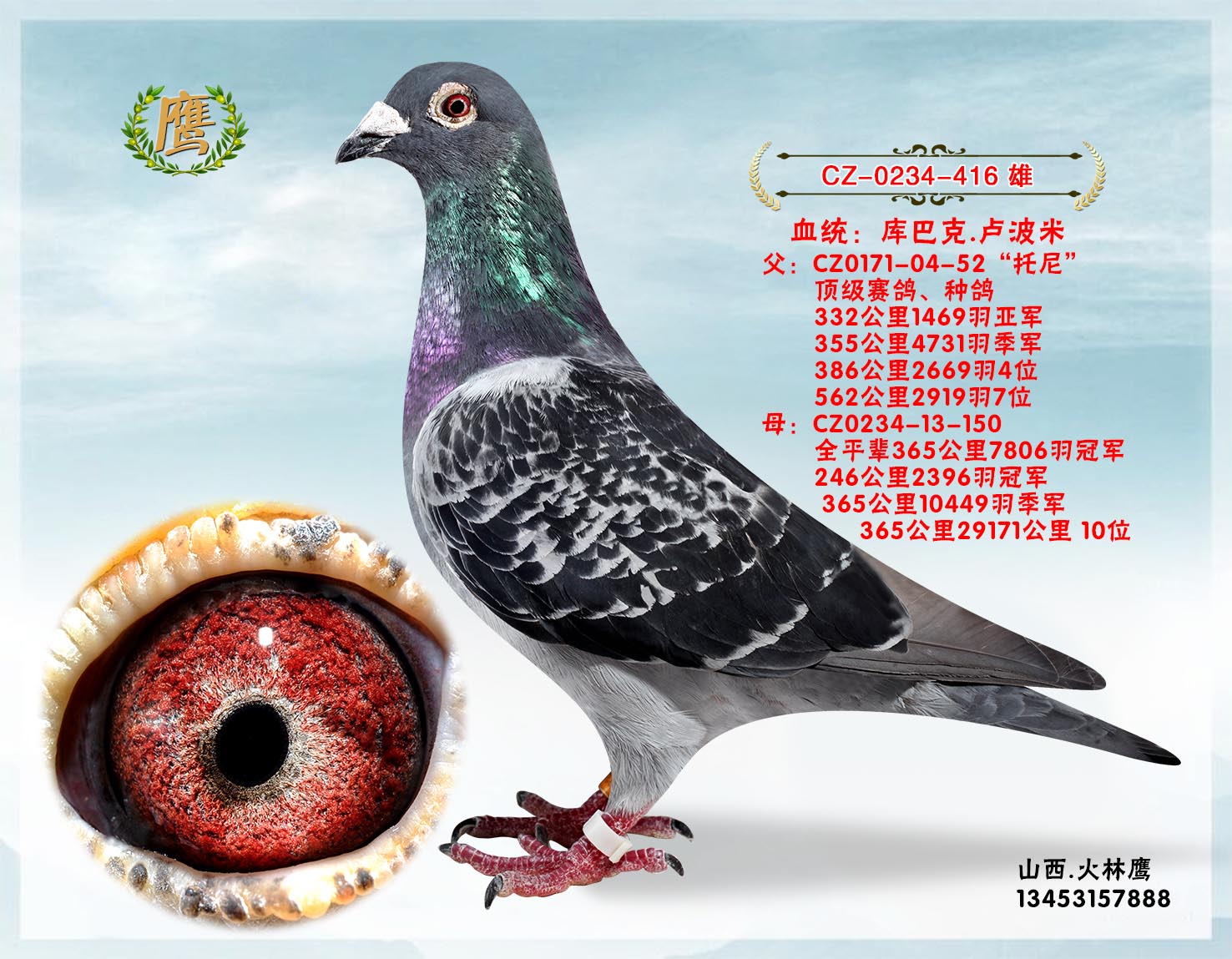 托尼直子416_山西火林鹰_ag188.com爱鸽商城_中国信鸽信息网