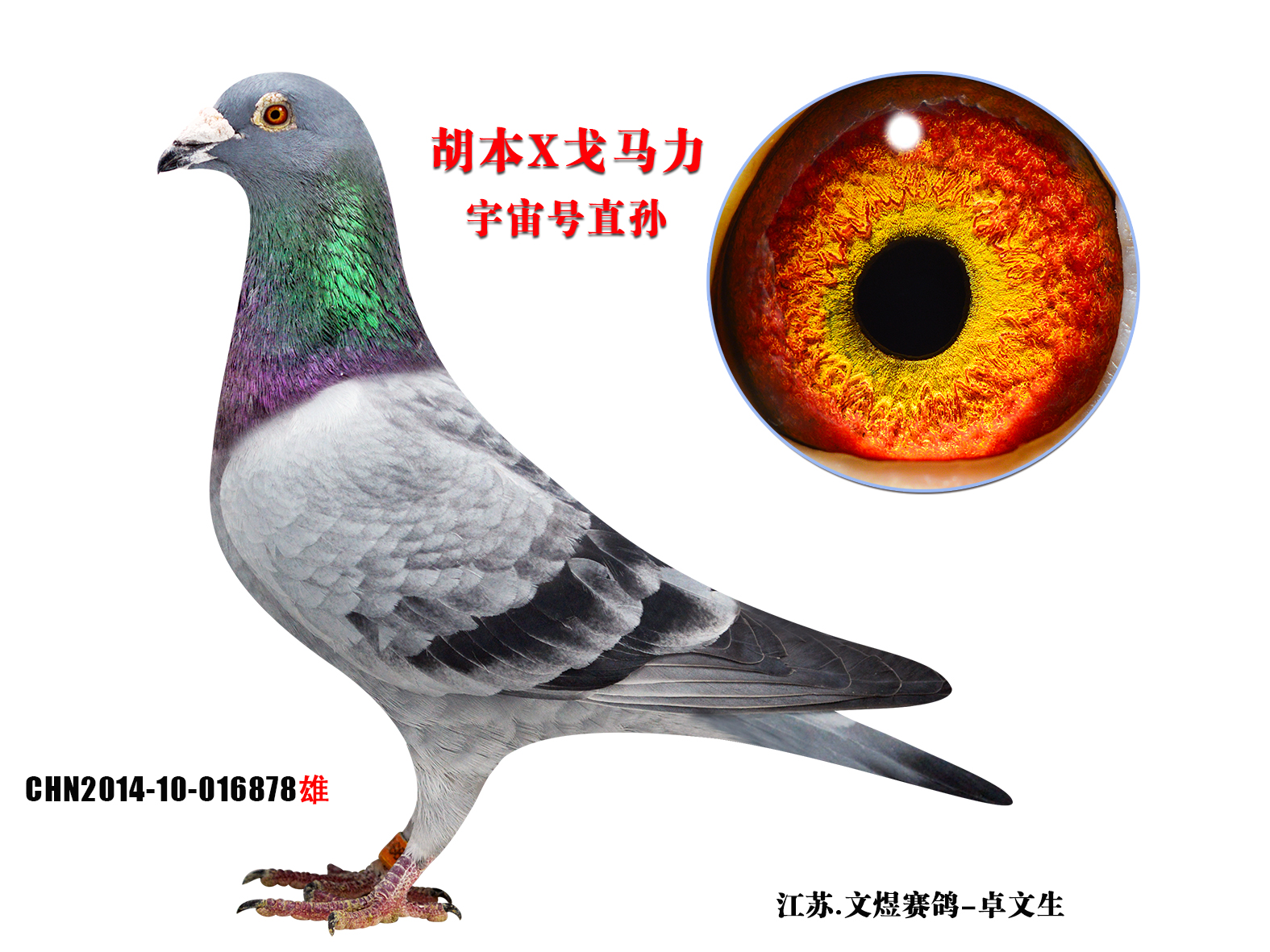 宇宙号直孙_文煜赛鸽-中信网爱鸽商城