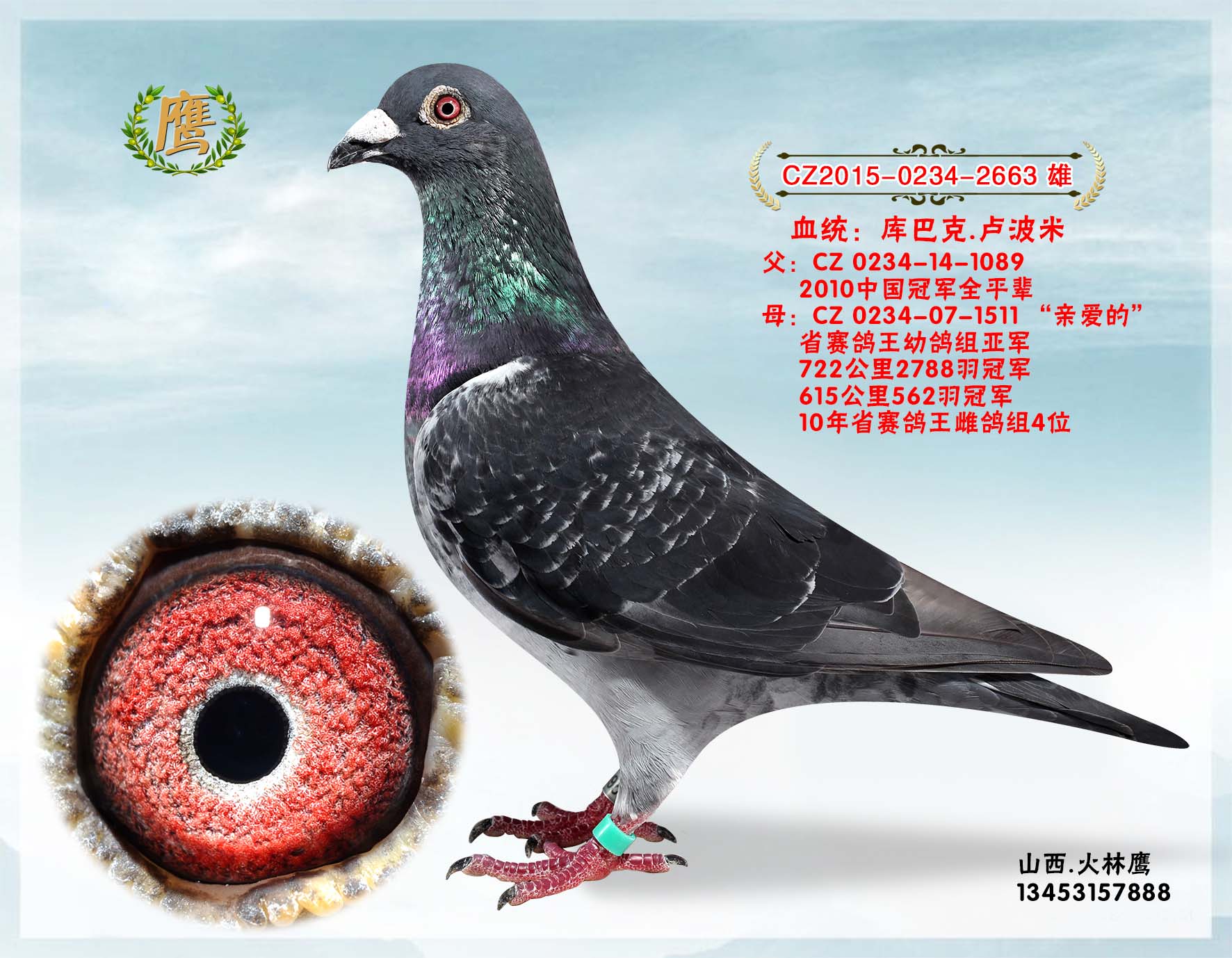 火林鹰2663_山西火林鹰_ag188.com爱鸽商城_中国信鸽信息网