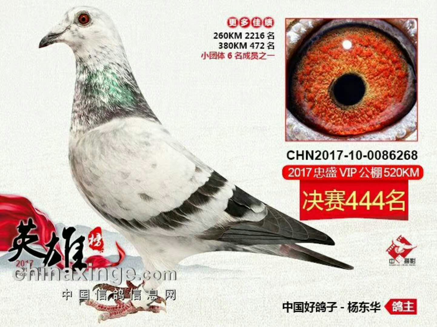 2017年辽宁忠盛公棚决赛444名-银石鸽业-中信网爱鸽商城