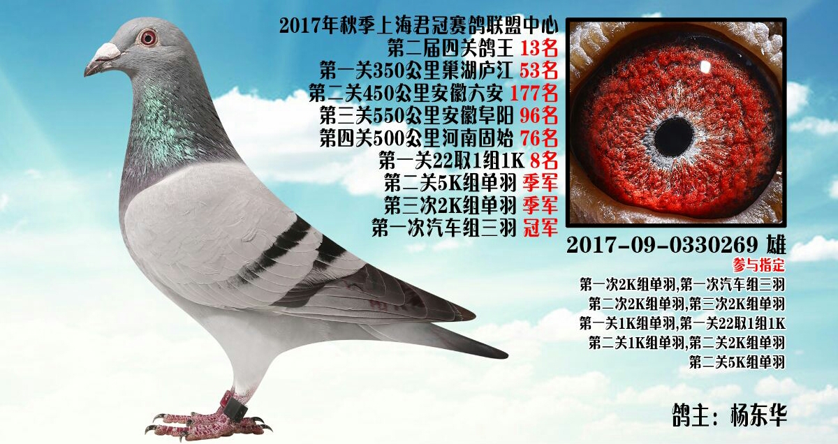 017年秋上海君冠赛鸽联盟四关13名-银石鸽业-中信网爱鸽商城