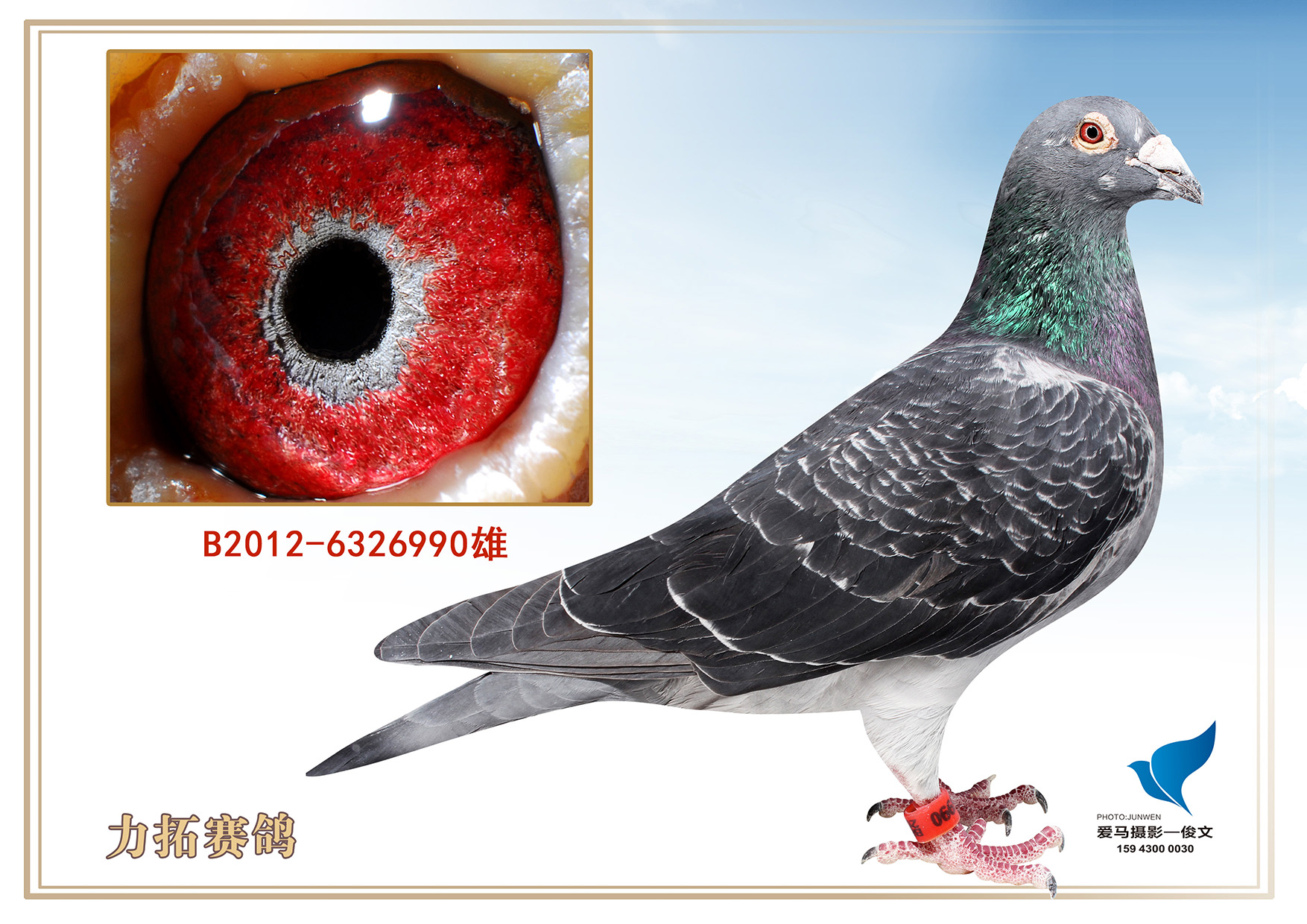 电流990_力拓赛鸽_ag188.com爱鸽商城_中国信鸽信息网