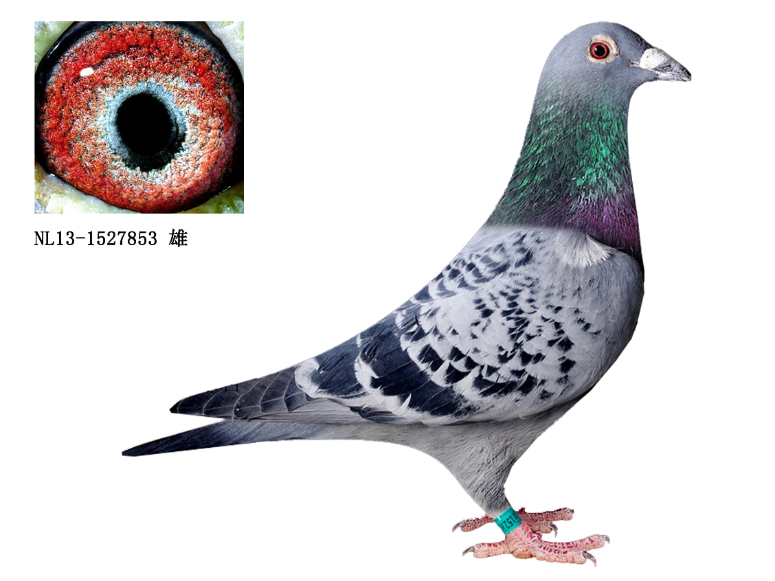 森林之王布劳尔原舍"年轻杨"直孙已售