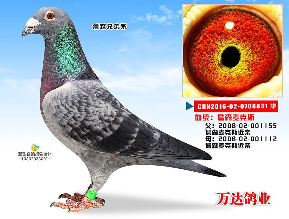 com爱鸽商城_中国信鸽信息网