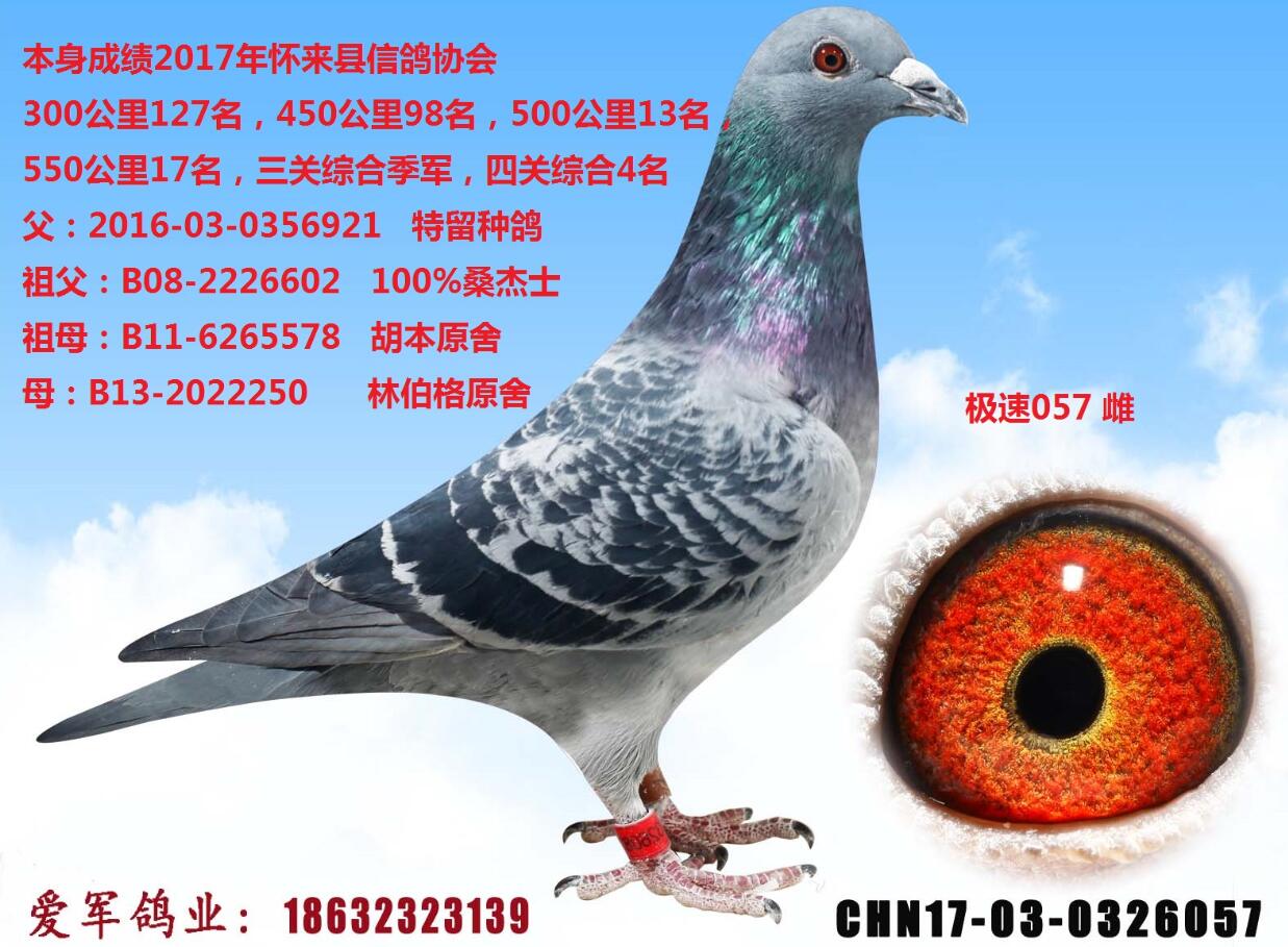 桑杰士x胡本x林伯格