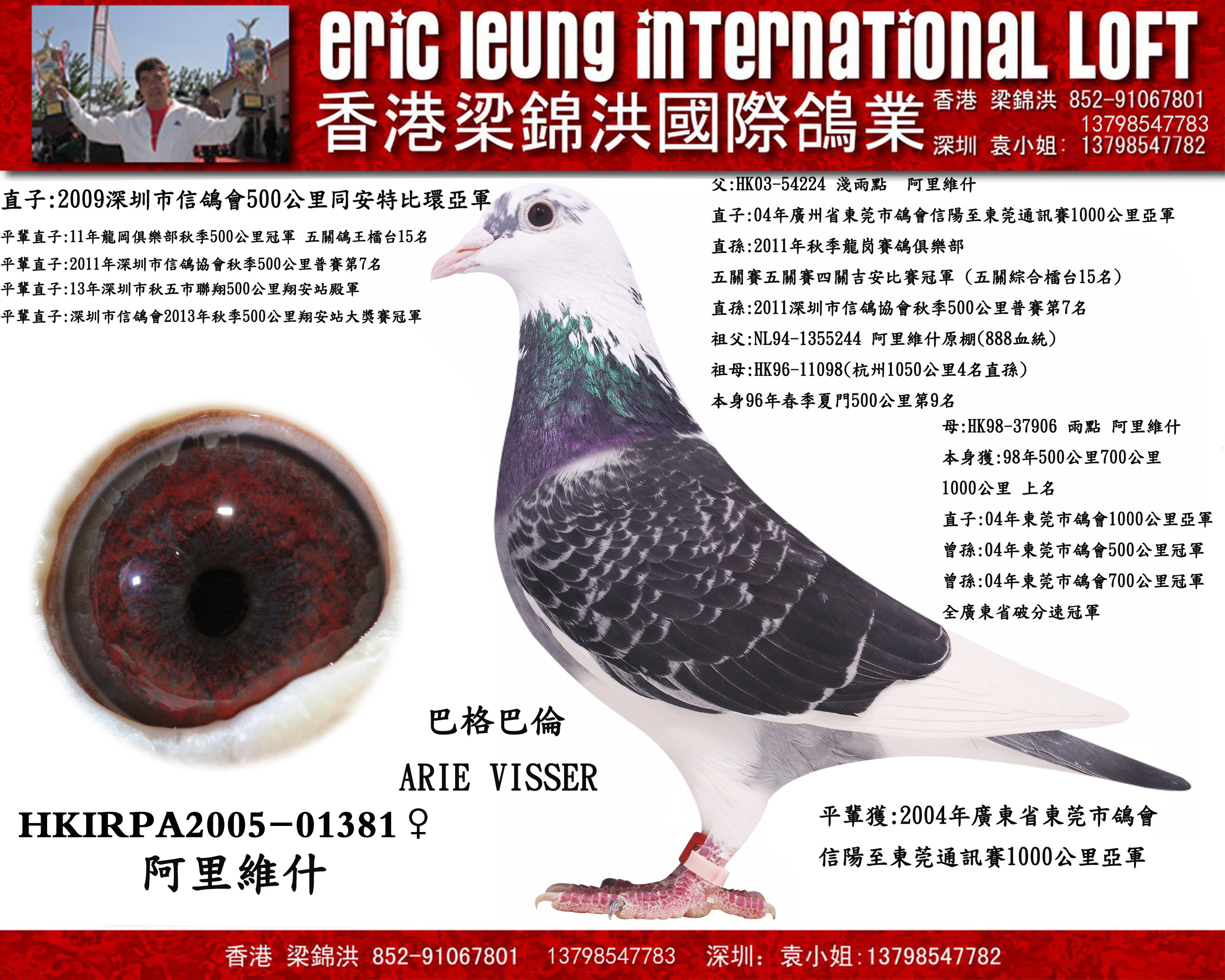 阿里维什381_香港梁锦洪国际鸽业_ ag188.com爱鸽商城_中国信鸽信息网