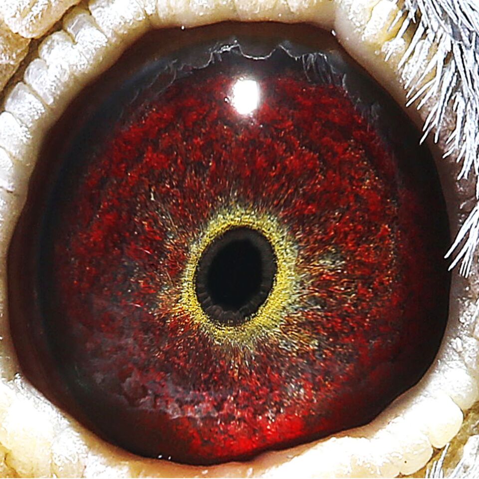 壹号黄金杨阿腾_济南文星信鸽摄影_ ag188.