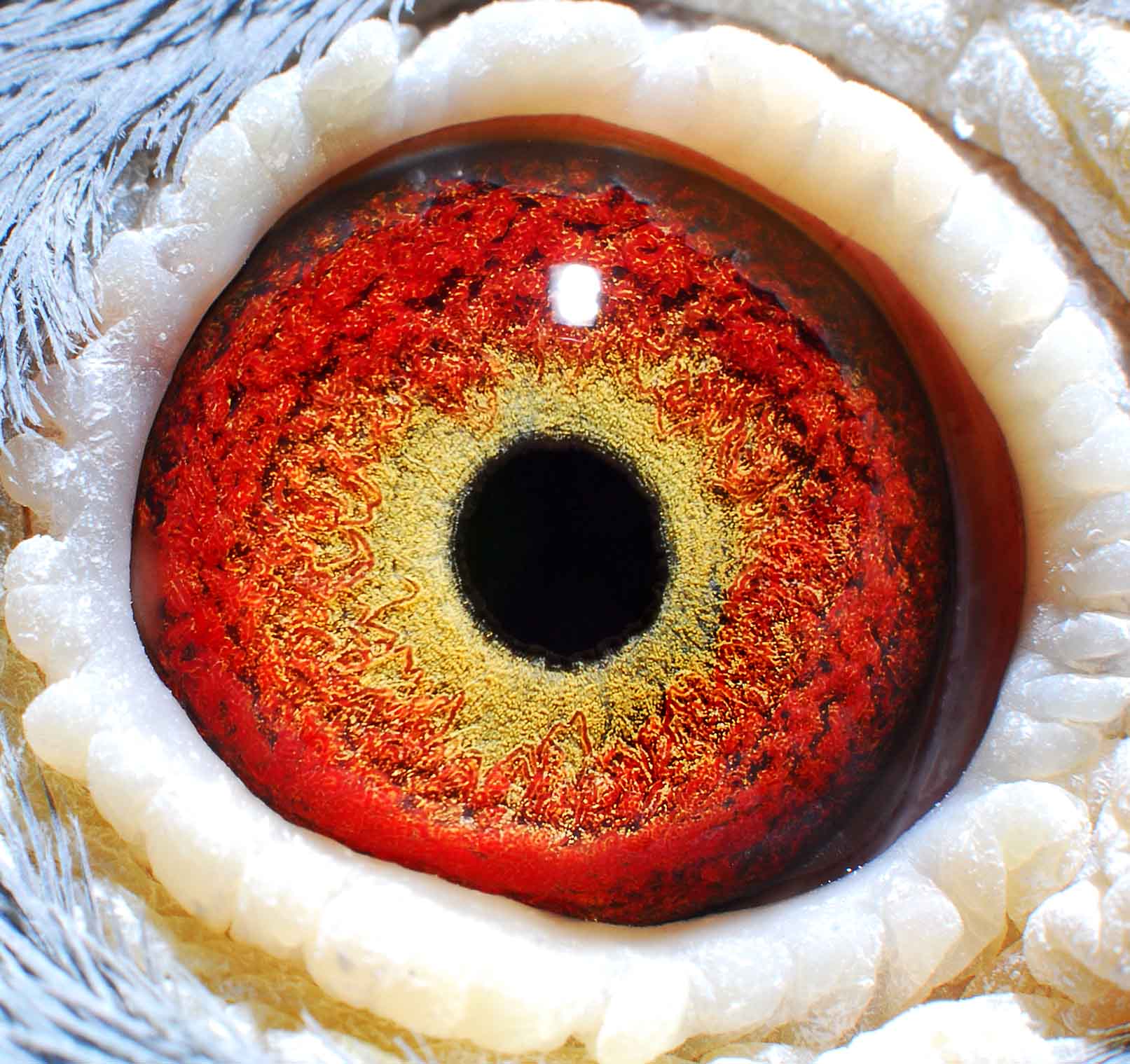 世界名鸽眼睛图片图片