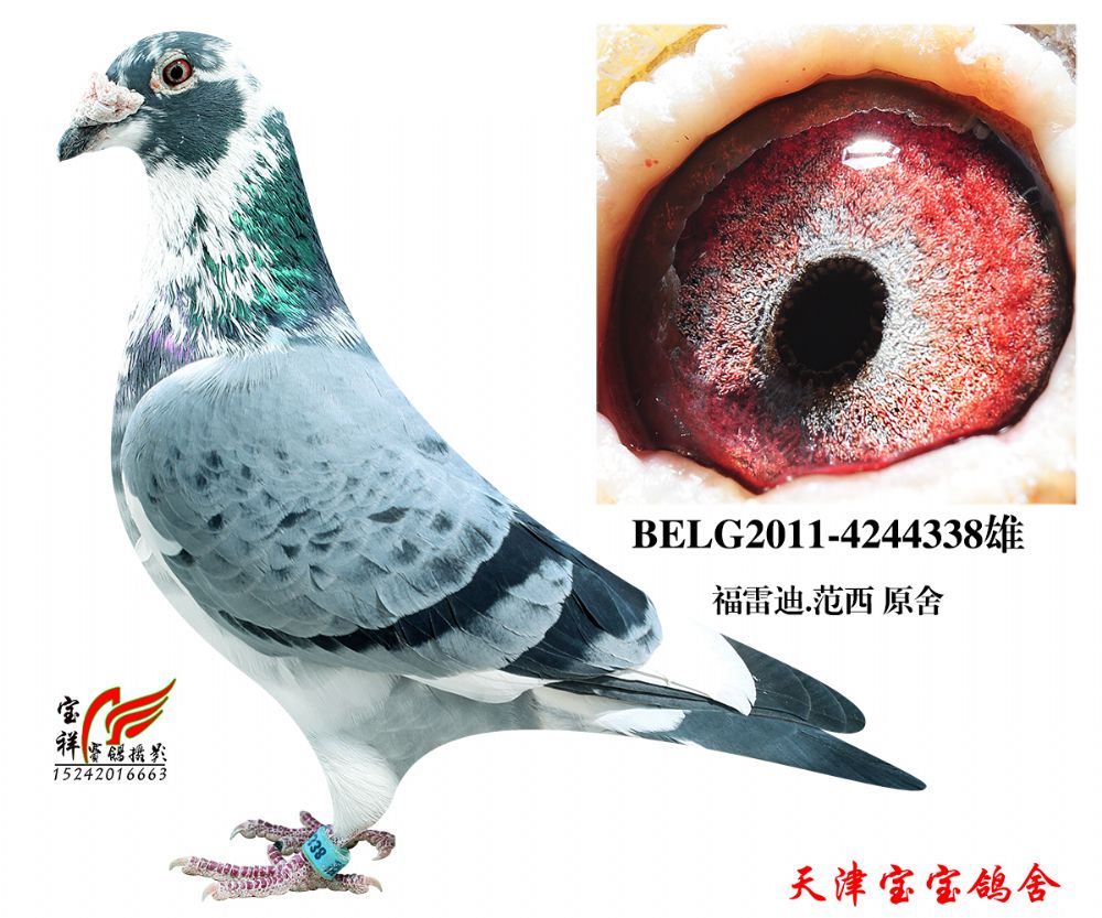 北京老炮儿鸽子图片