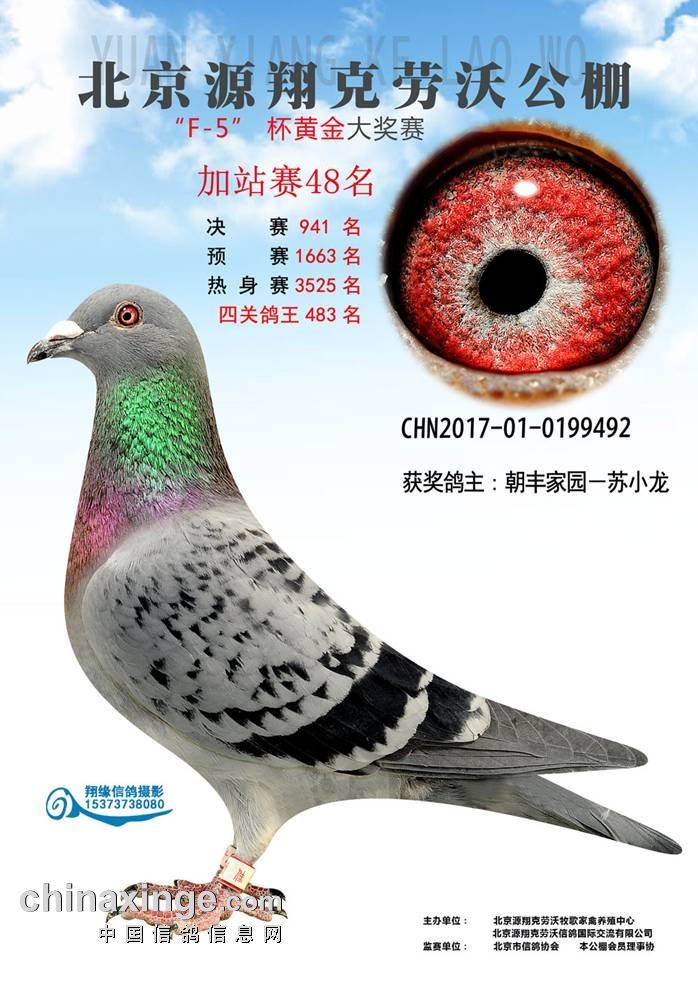 北京苏小龙铭鸽展厅图片