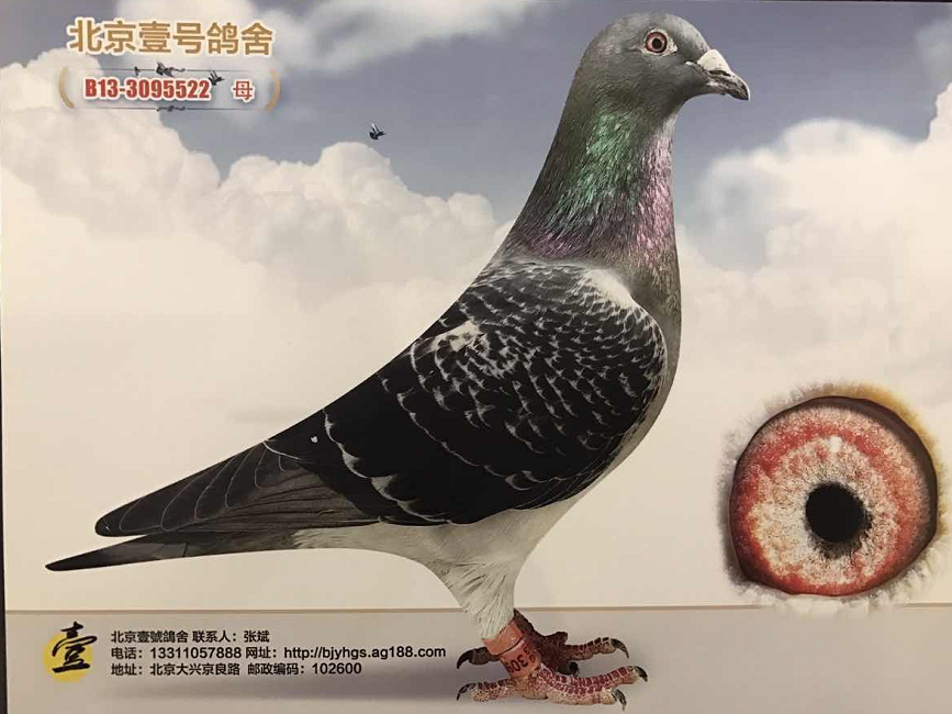 奶酪小霸王_辽宁壹号鸽舍-中信网爱鸽商城