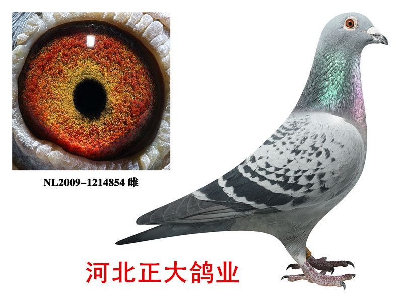 超级杨欧瓦克714直女_河北正大鸽业_ag188.com爱鸽商城_中信网