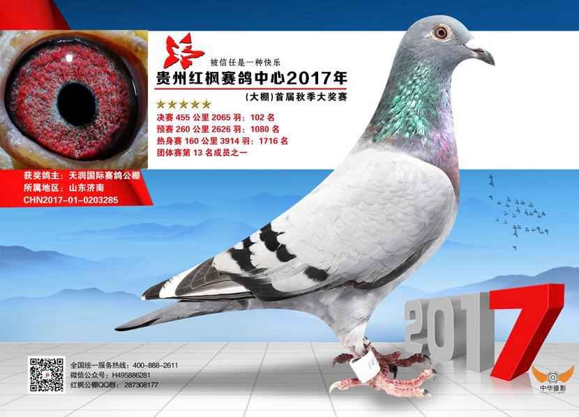 信鸽特征
