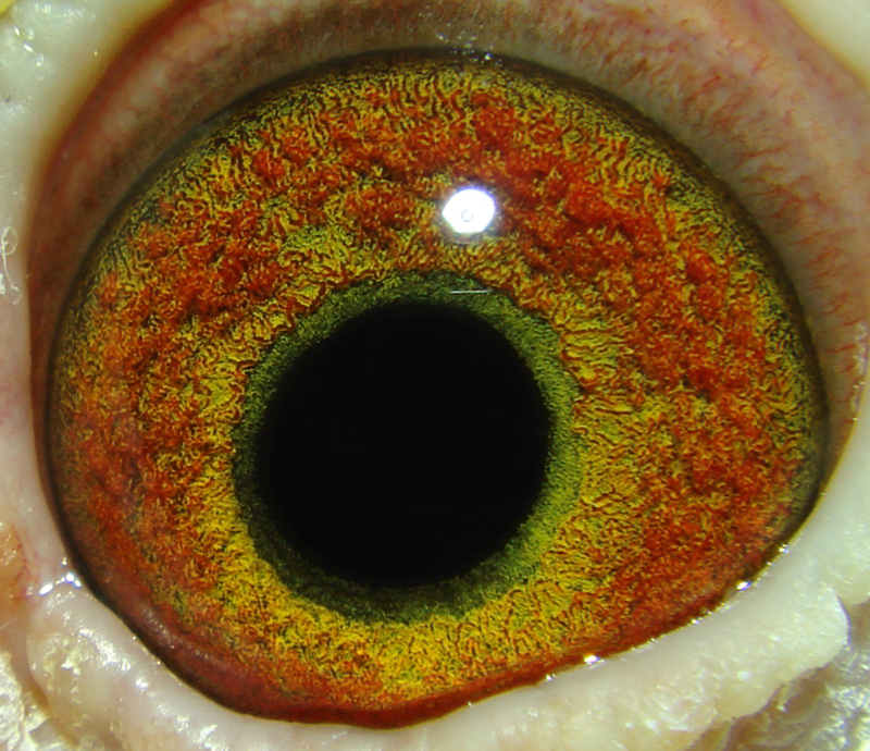 鸽眼【鸽眼放大】