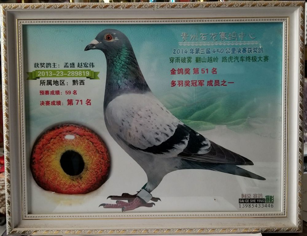 北京金鹏鸽业艾军展厅图片
