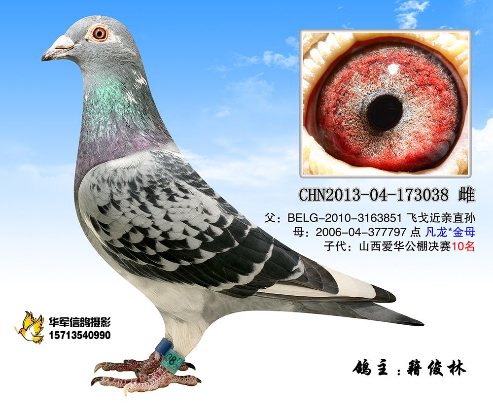 "飞戈038"_山西翎声亮_ ag188.com爱鸽商城_中信网