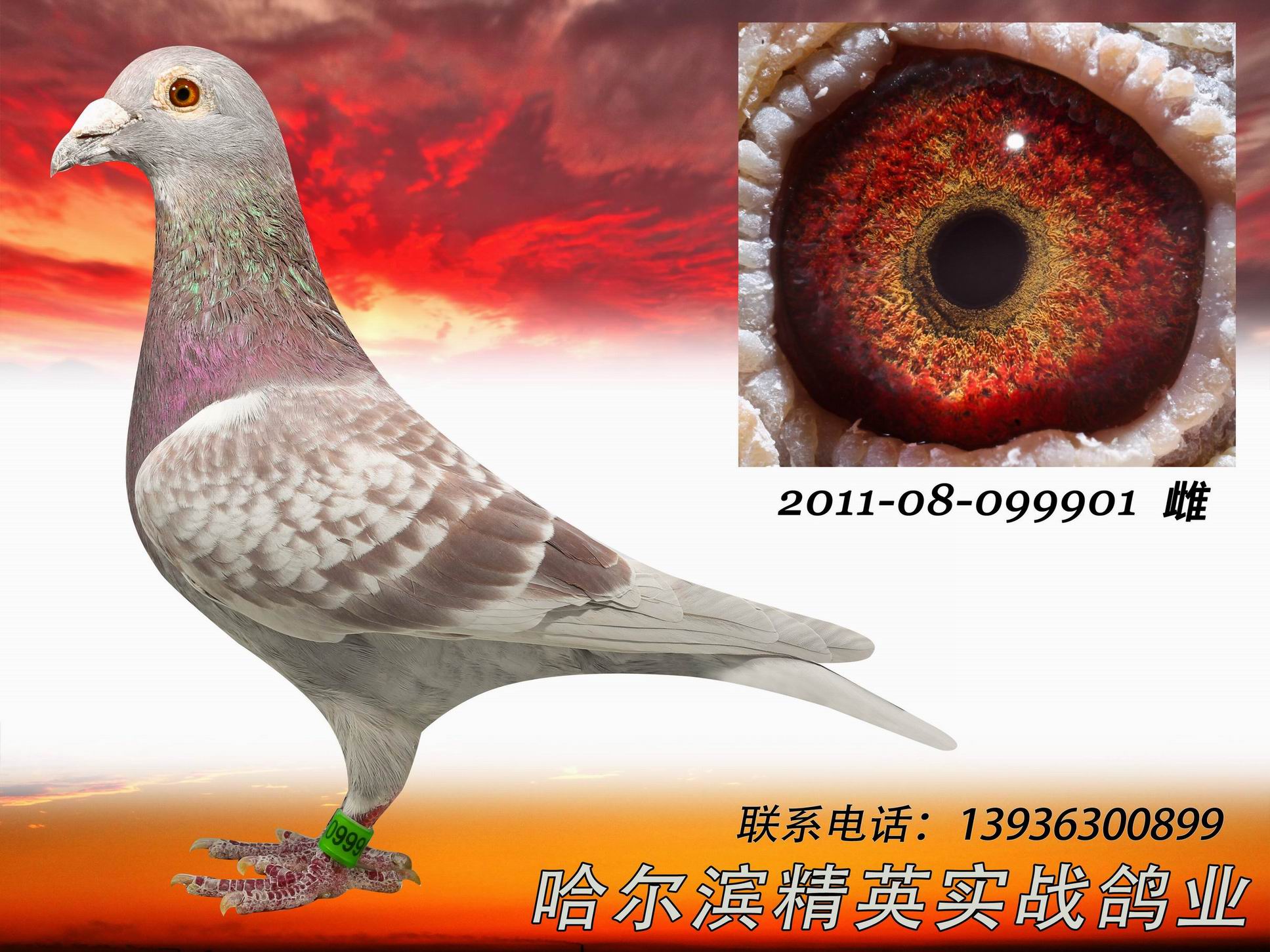 詹森原舍种鸽作出500公里5名