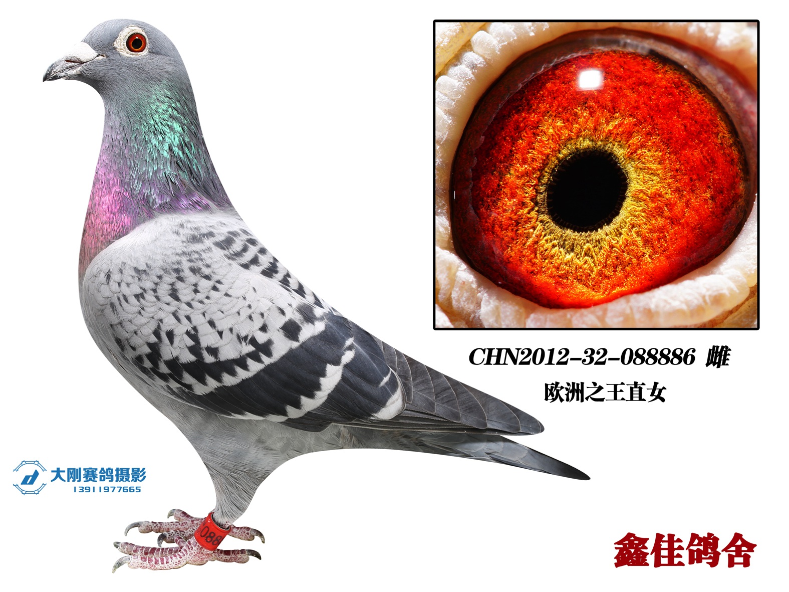 欧洲之王直女-北京鑫佳鸽舍-中信网爱鸽商城