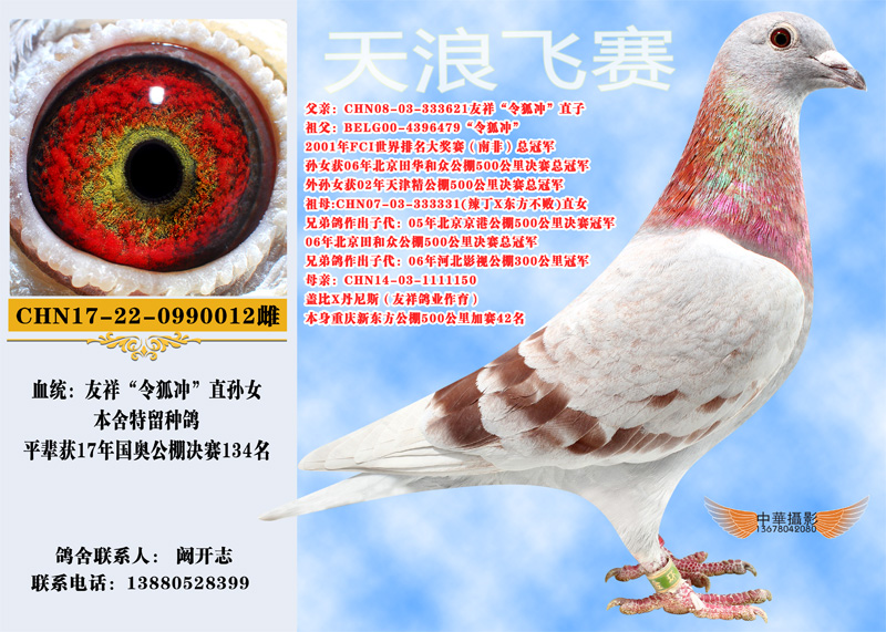 令狐冲直孙012_天浪飞赛-中信网爱鸽商城