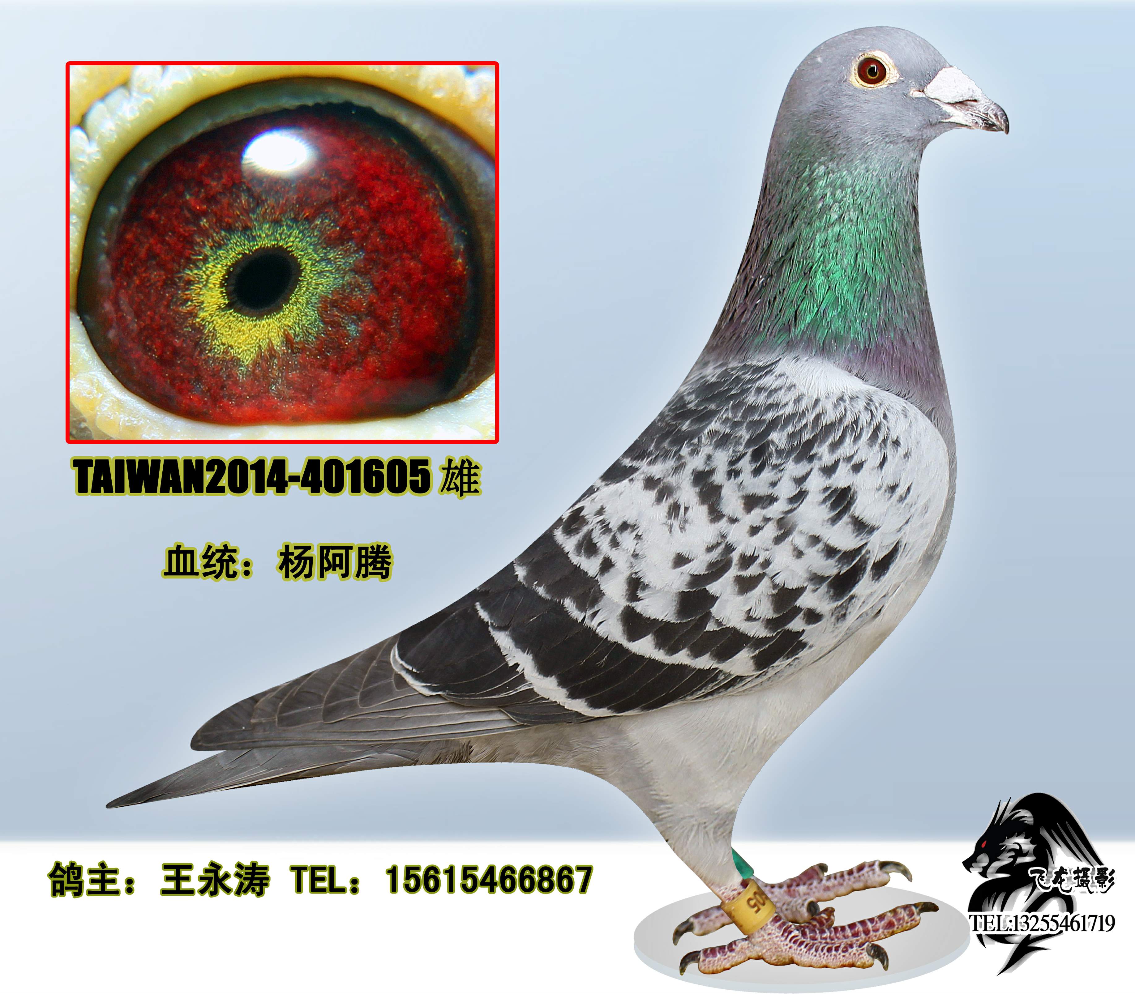 高王宏杨阿腾-杨阿腾詹森黄金甲育种基地-中信网爱鸽商城