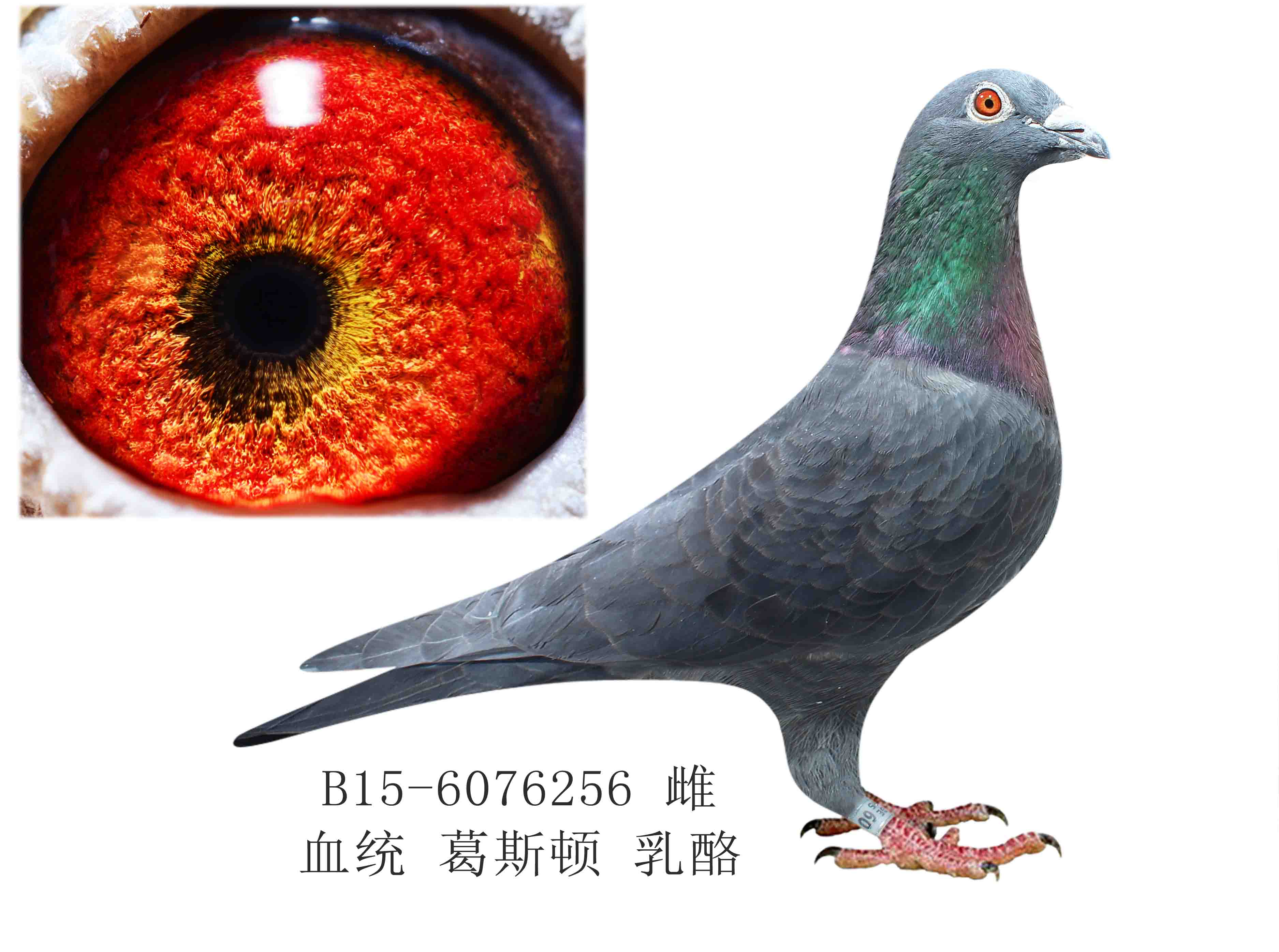com爱鸽商城_中国信鸽信息网