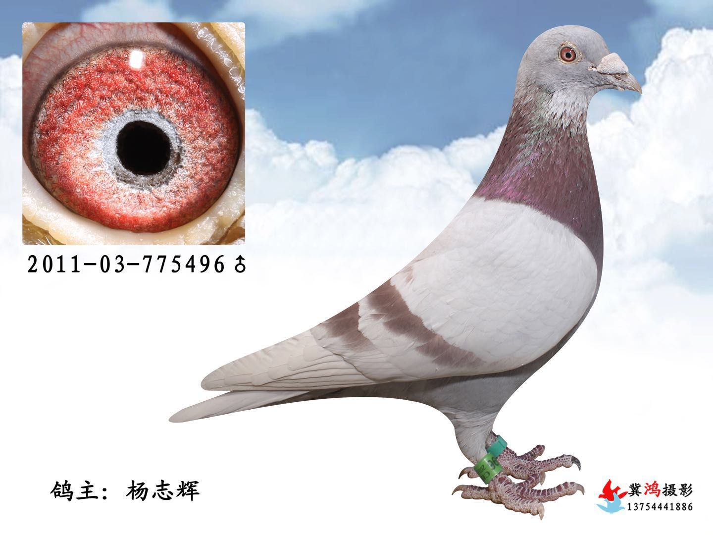 红魔王×摩利斯.卡萨×戈马力