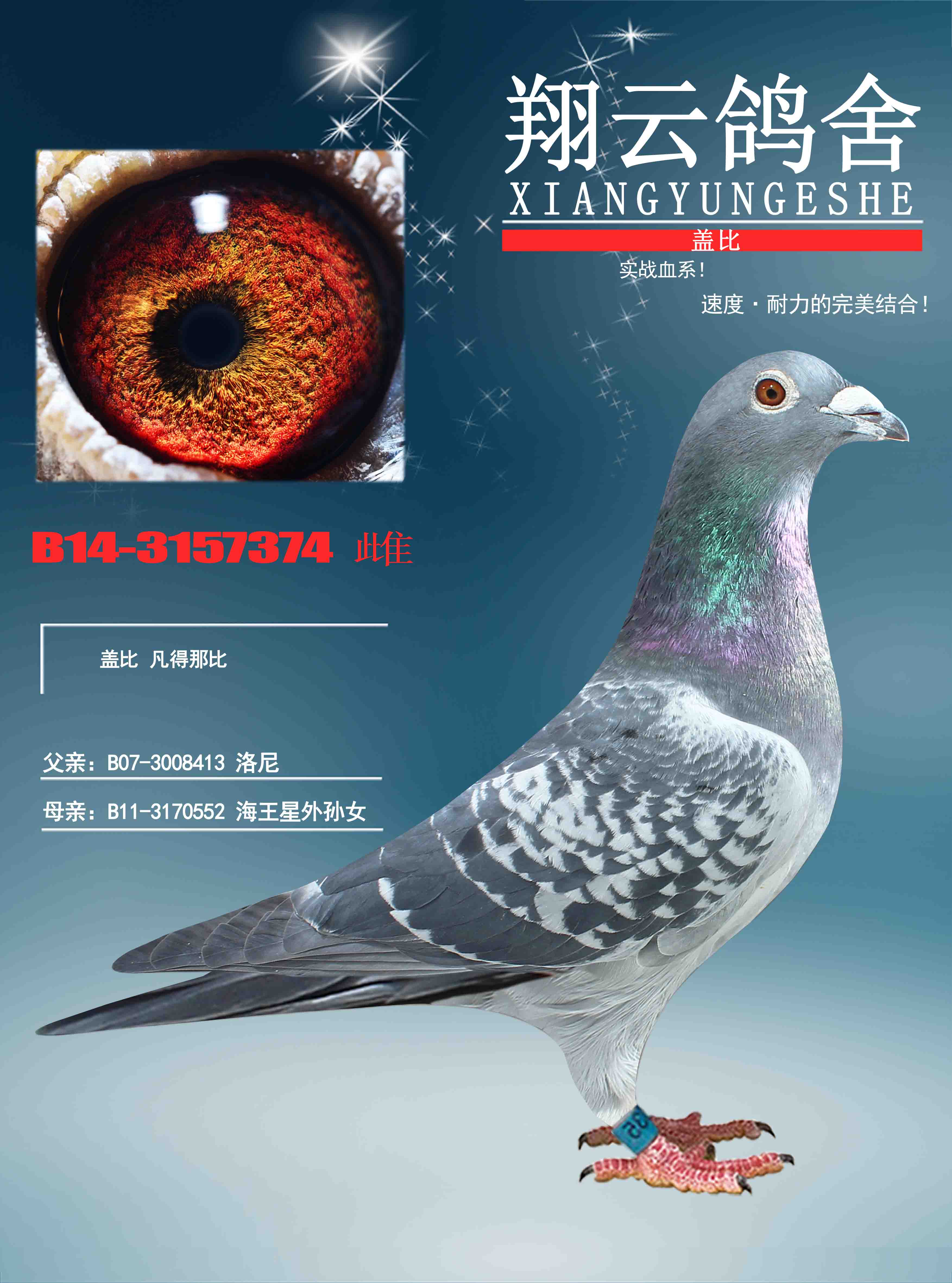 盖比_大安翔云鸽舍_ ag188.com爱鸽商城_中国信鸽信息网