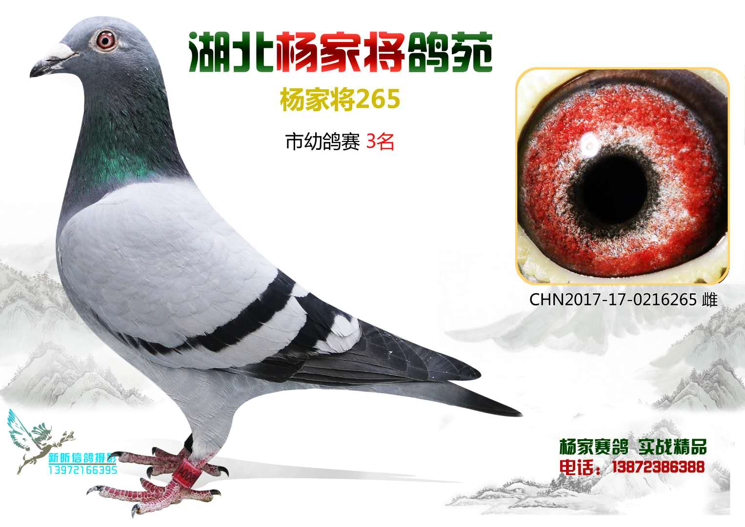 杨家将265_杨家将鸽苑_ ag188.com爱鸽商城_中国信鸽信息网