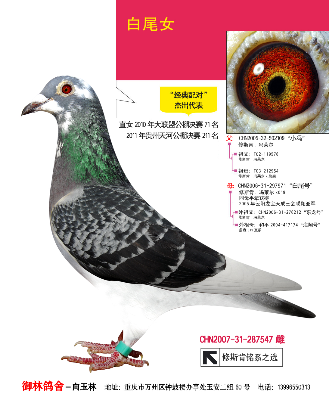 御林119_重庆御林鸽舍_ ag188.com爱鸽商城_中国信鸽信息网