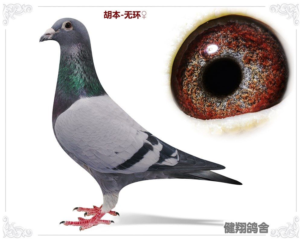 胡本-无环♀_北京健翔鸽舍-中信网爱鸽商城