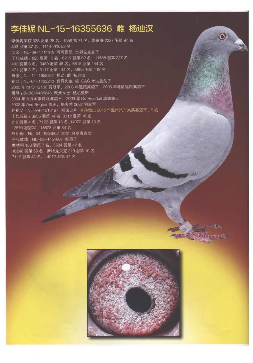 李佳妮-文斯特拉 世界先生系_江西蓝岛赛鸽-中信网爱鸽商城