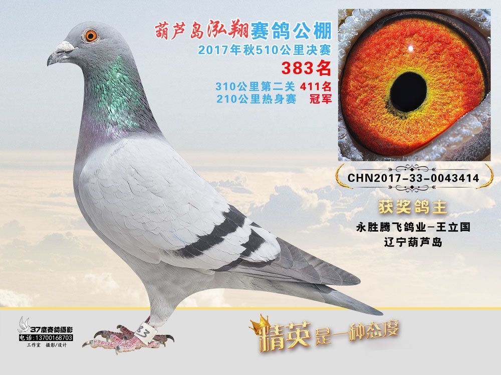 17年葫芦岛泓翔公棚510公里决赛384 - 永胜腾飞鸽业