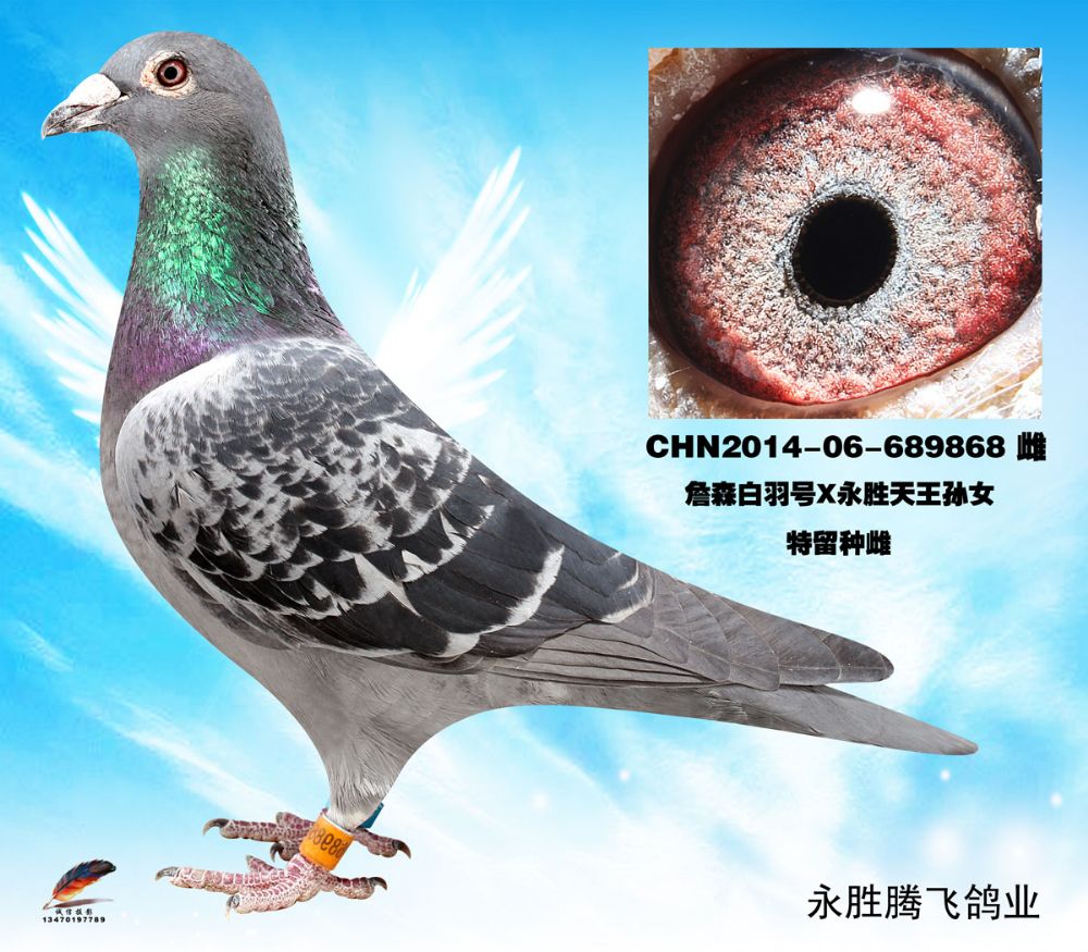 15-chn2014-06-689868副本-永胜腾飞鸽业-中信网爱鸽商城