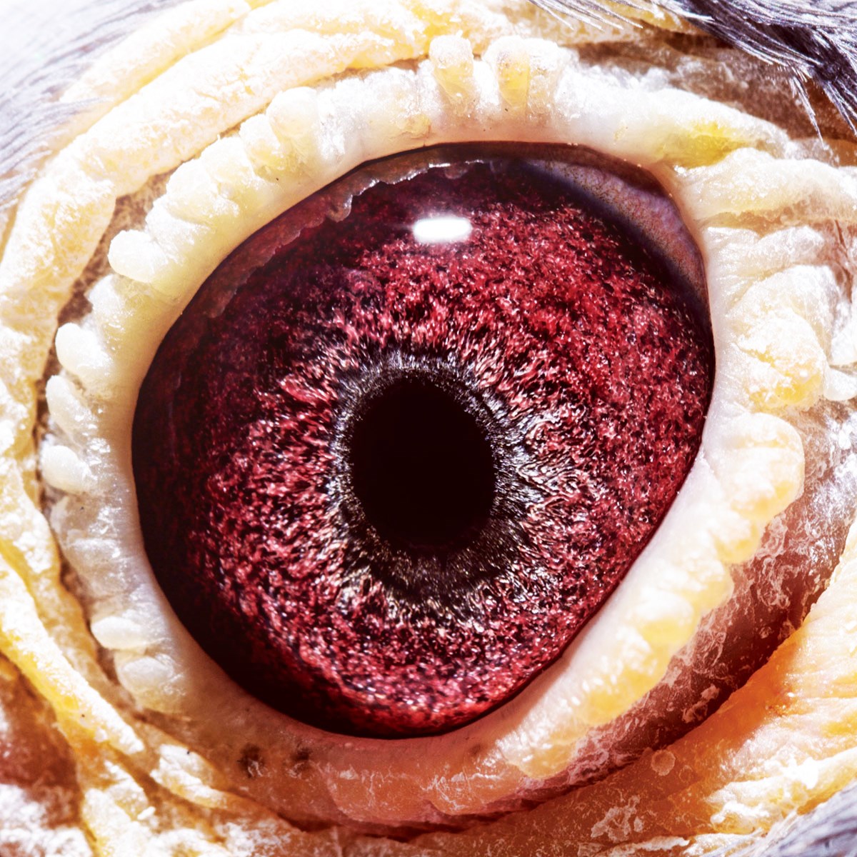 com爱鸽商城_中国信鸽信息网