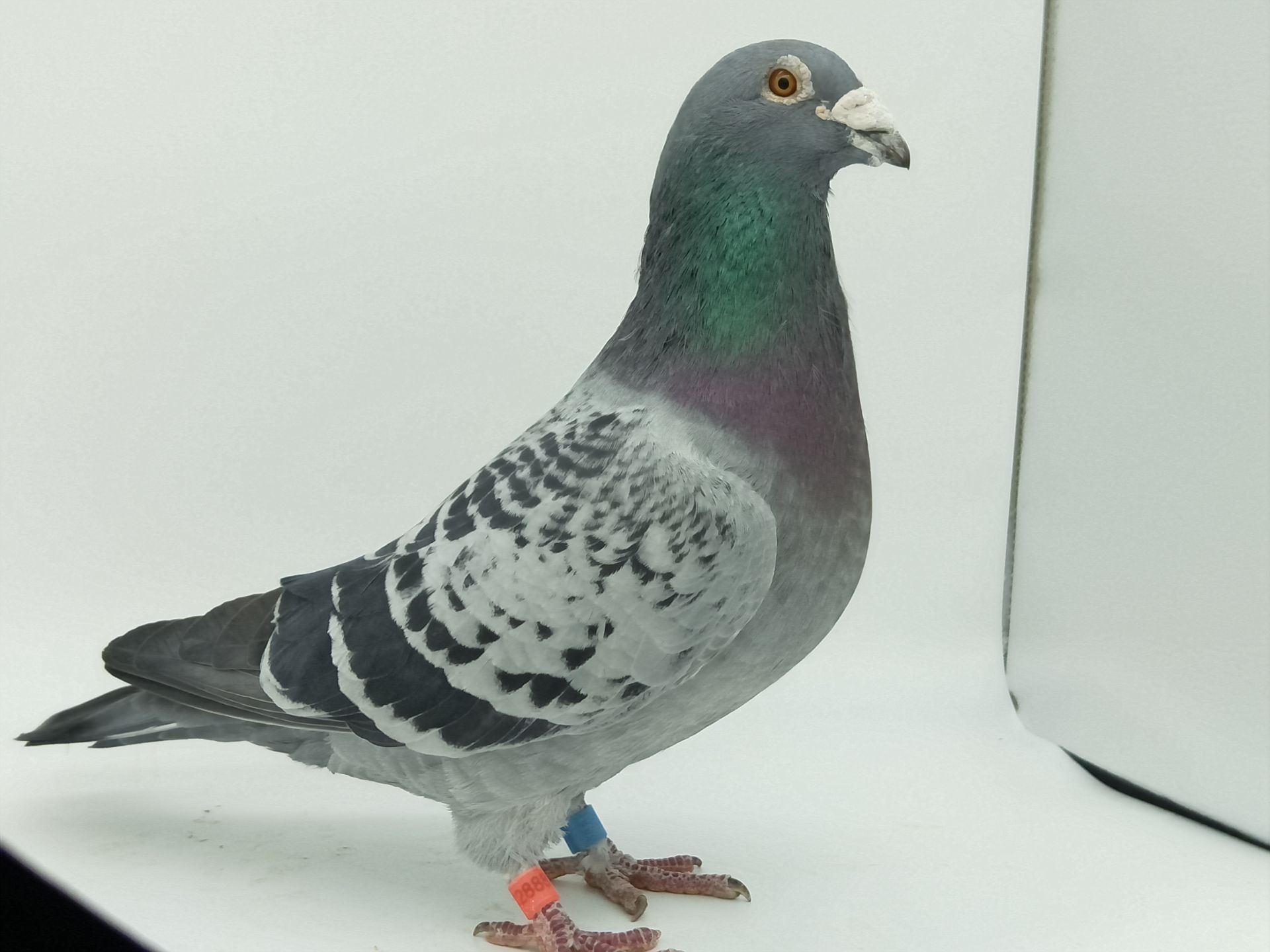 基础种雄克拉克詹森