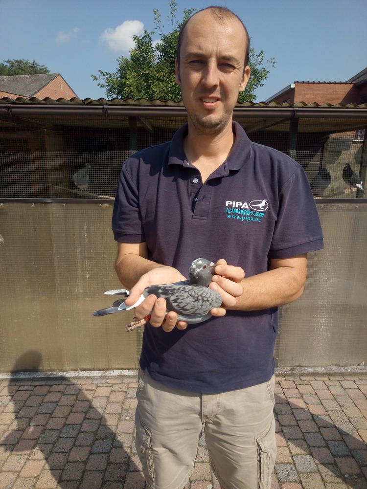 吉林克斯手持本鸽