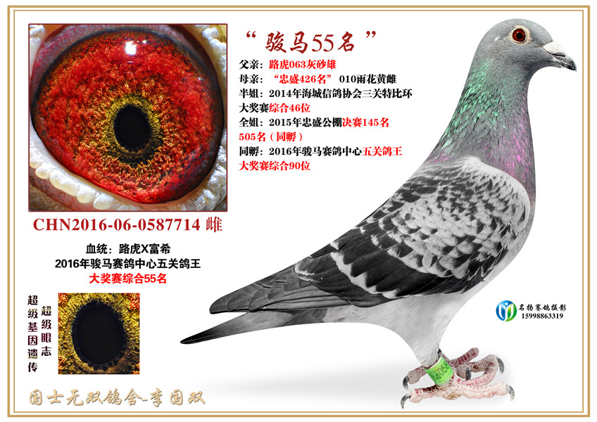 "骏马55名"