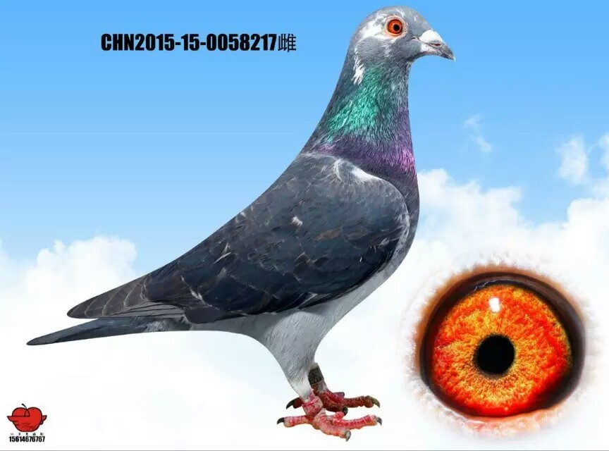 摩利斯-卡萨