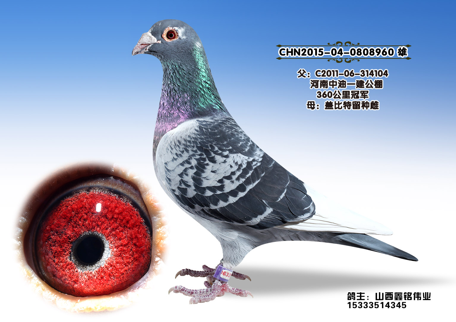 中油冠军x 盖比-0808960