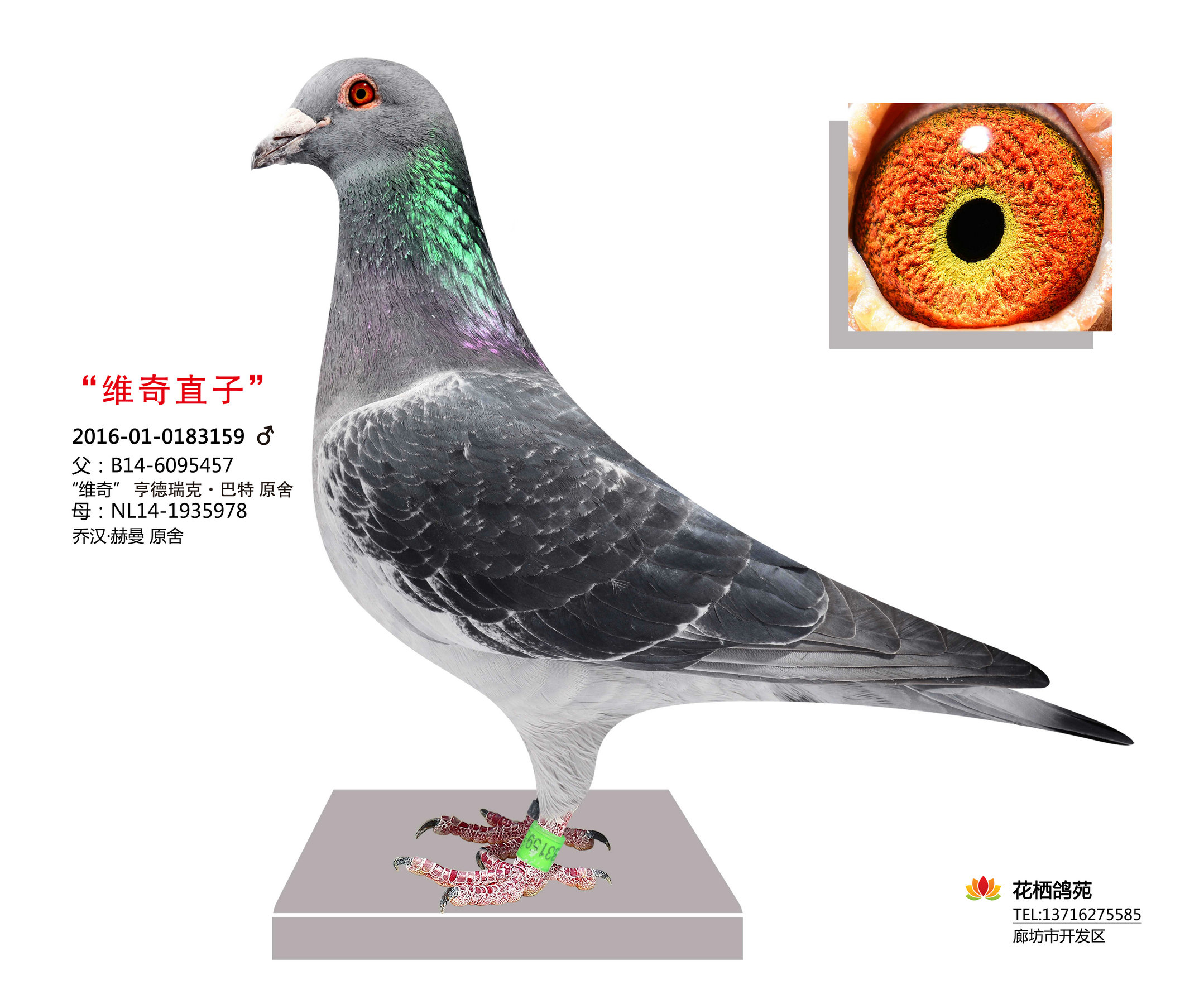 com爱鸽商城_中国信鸽信息网