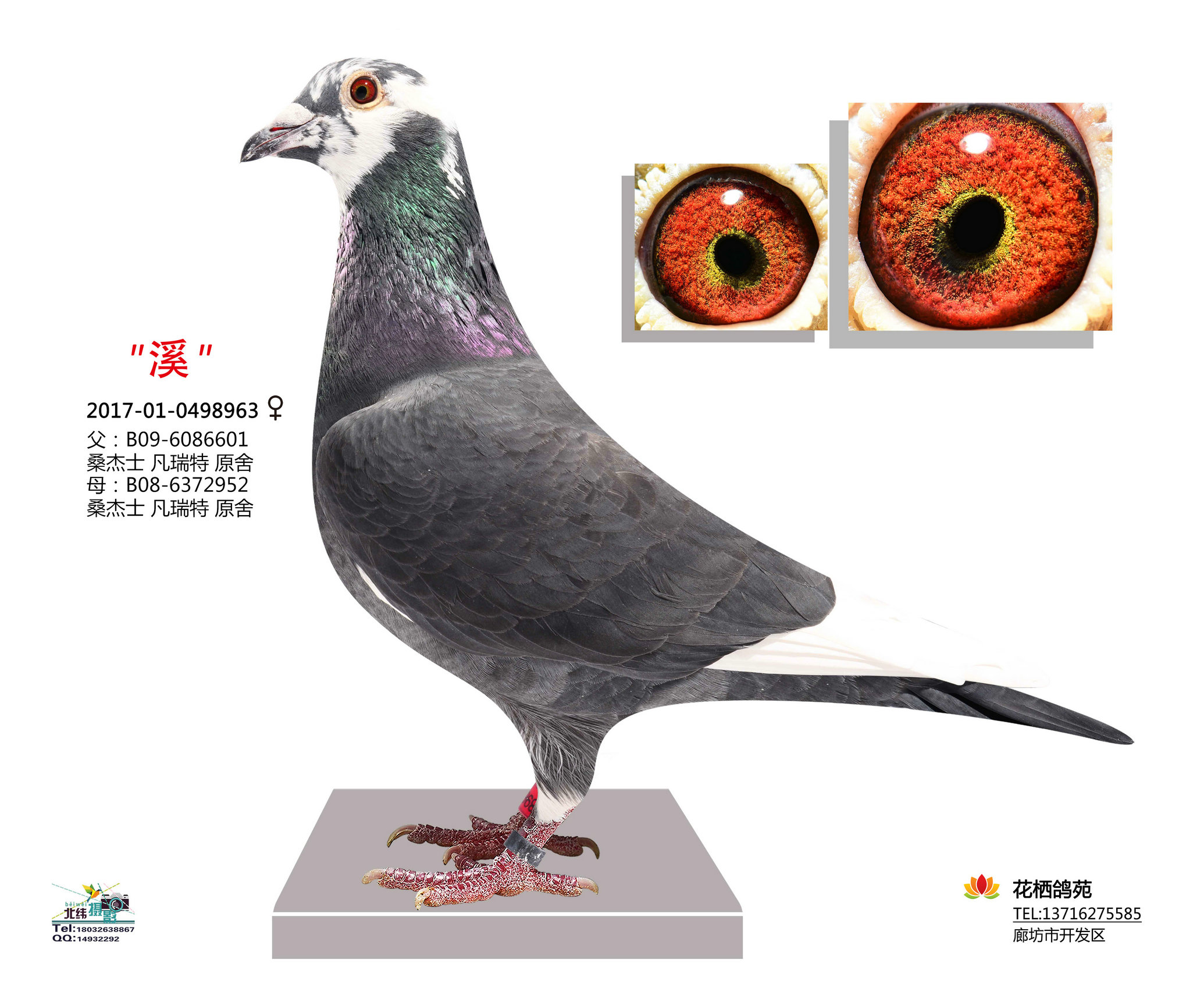 com爱鸽商城_中国信鸽信息网