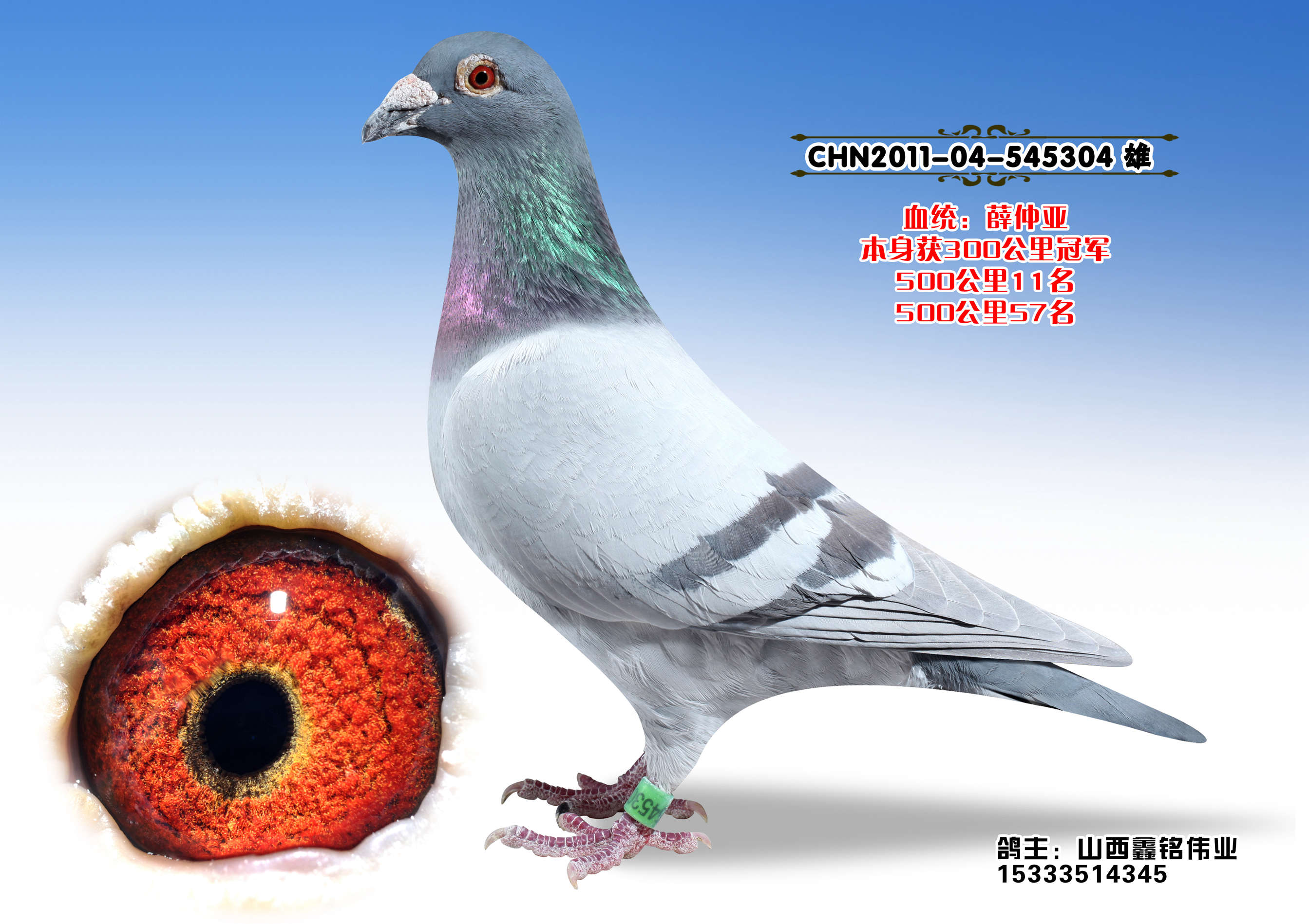 薛仲雅国际红公鸽系图片