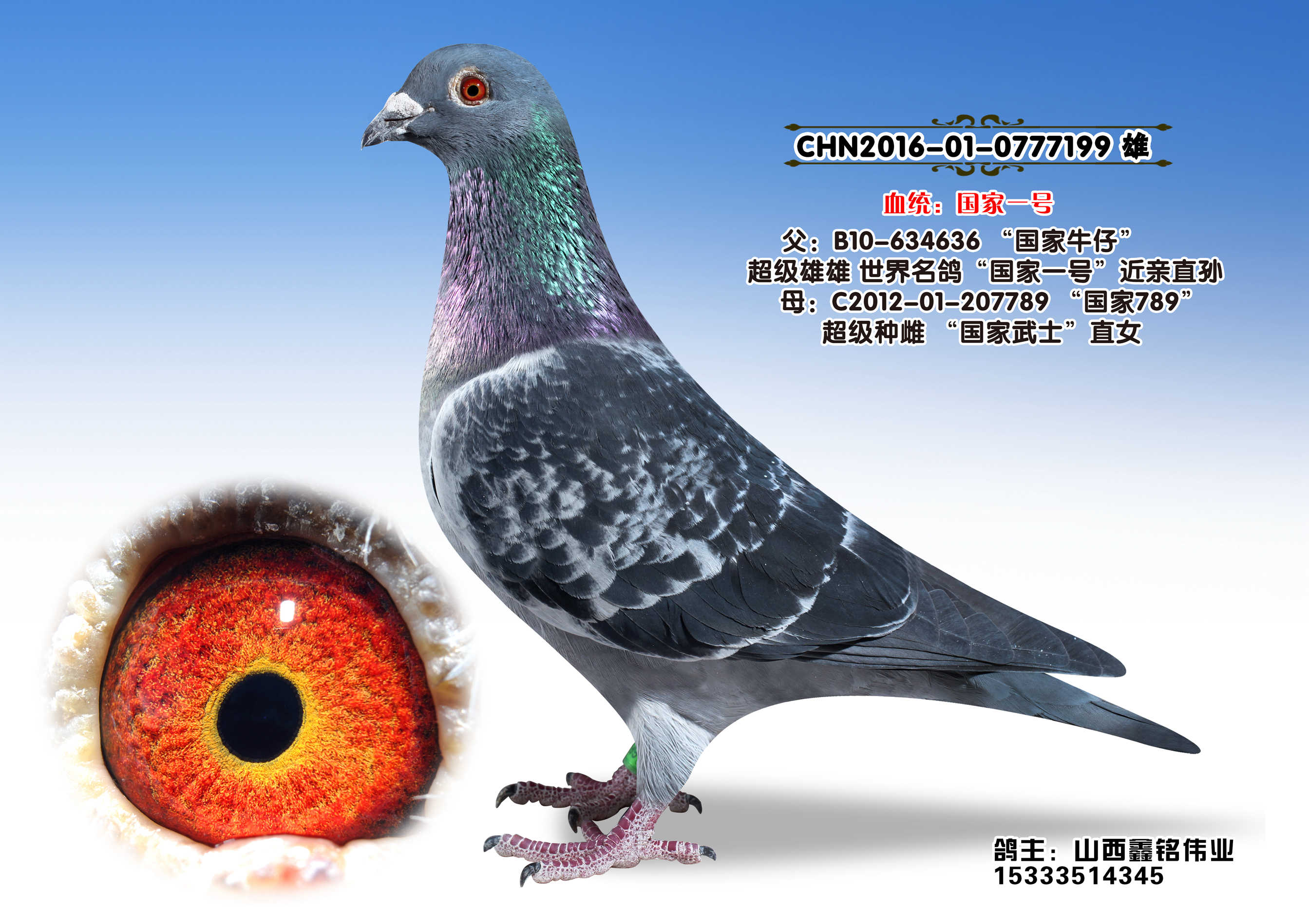 国家一号-0777199_山西鑫铭伟业_ ag188.com爱鸽商城_中国信鸽信息网