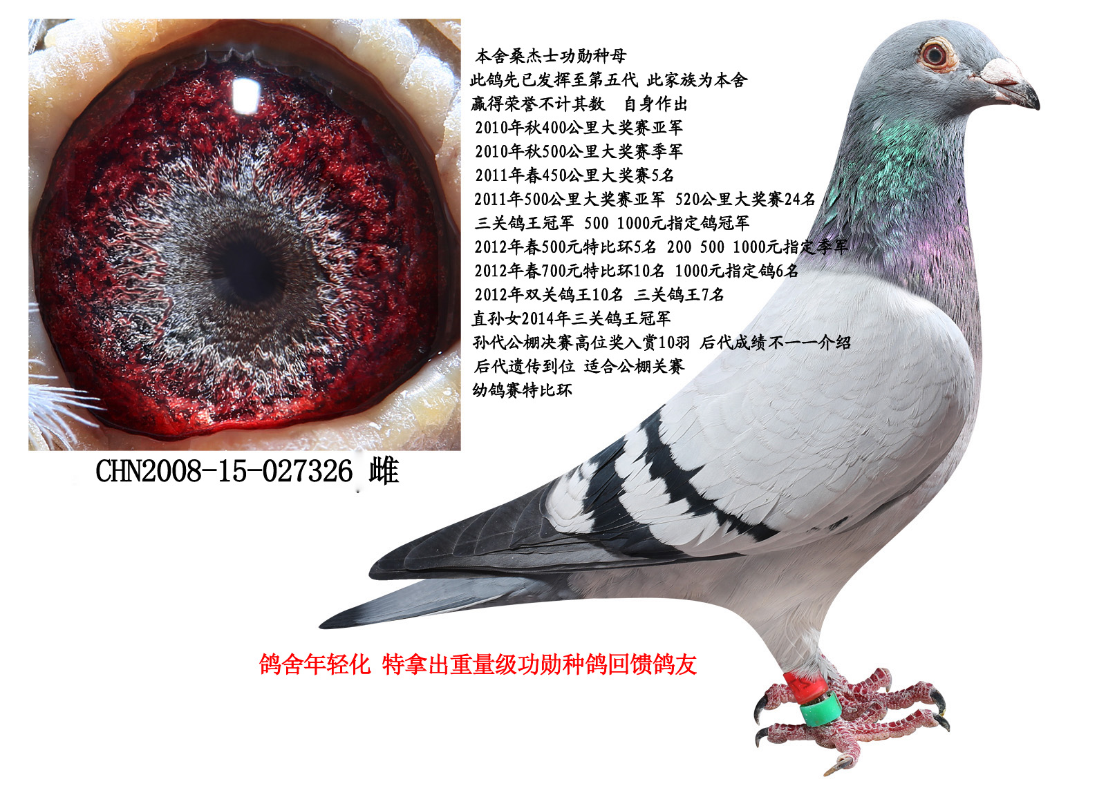 桑杰士功勋种母326_旭跃鸽业种鸽中心_ ag188.